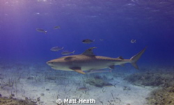 Female Tiger Shark with a Satellite Tag Attached by Matt Heath 